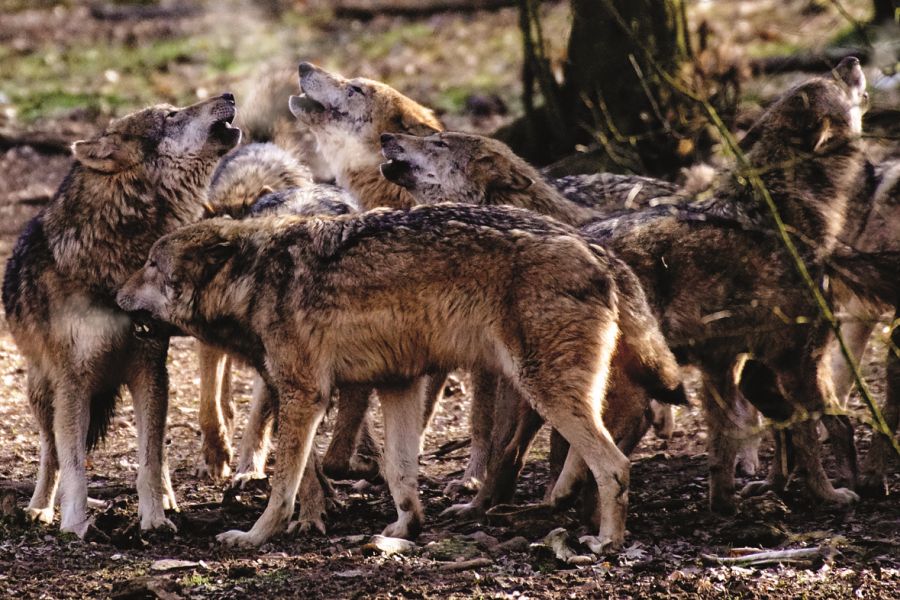 Der Kanton Graubünden will ganze Wolfsrudel schießen lassen. (Symbolbild: Uwe P. Frischmuth auf Pixabay)