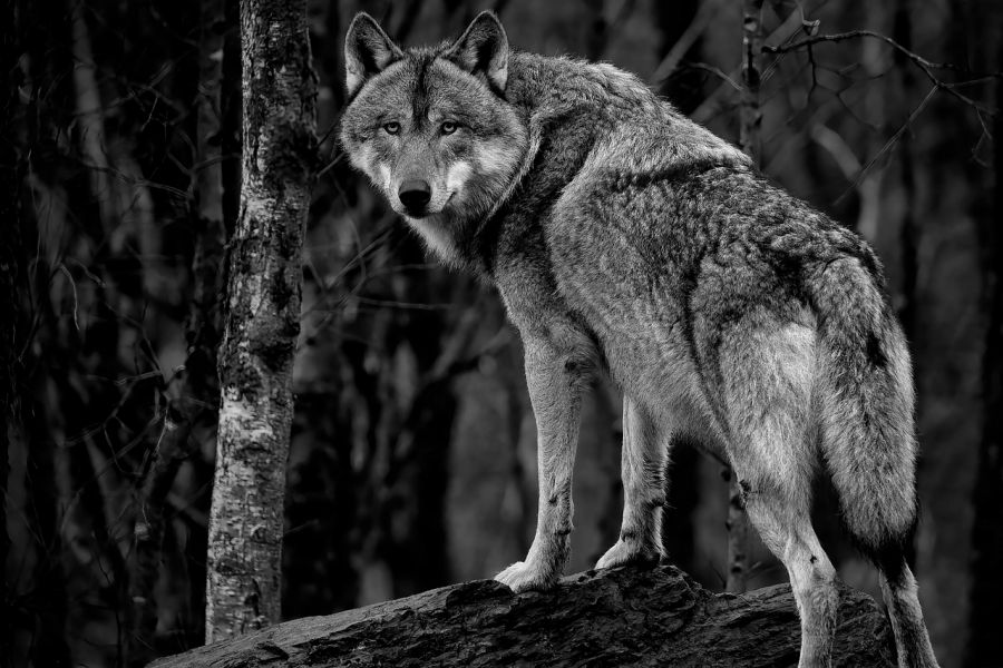 Ein Wolf, der mit den Vorderläufen auf einem Baumstamm steht und sich nach hinten umblickt. (Symbolbild: Angela auf Pixabay)