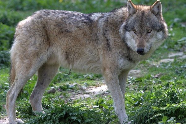 UMK in Münster: Einheitliche Kriterien zur Wolfsentnahme gefordert