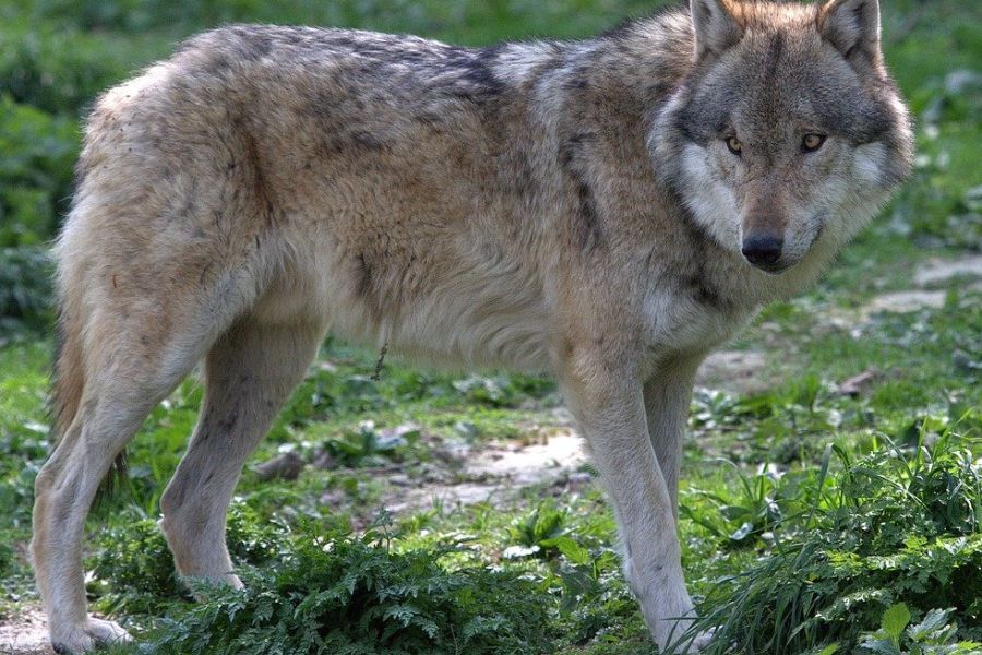 Ein einzelner Wolf, der auf einer Grünfläche steht. (Symbolbild: Christian Bueltemann auf Pixabay)