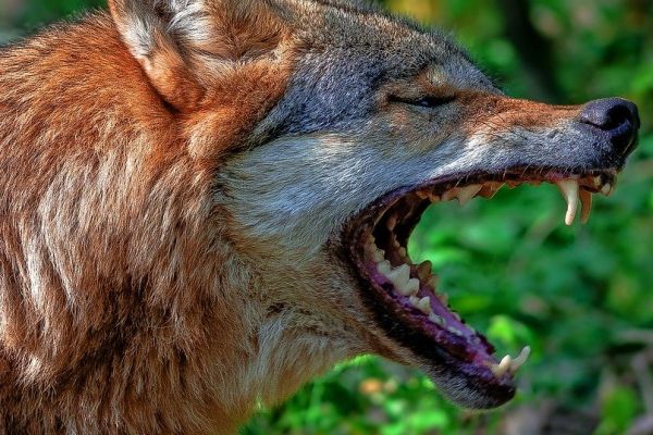 Graubünden: Abschuss von 44 Wölfen bis Ende Januar
