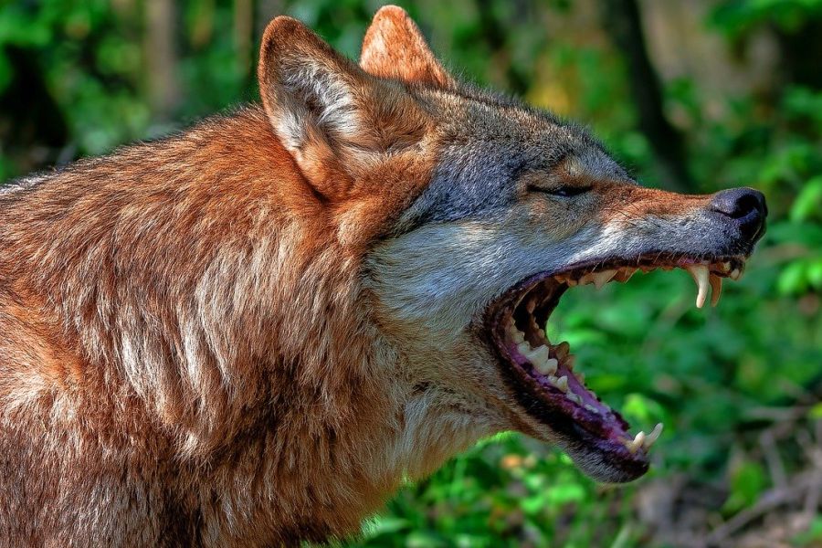 Ein Wolf mit geöffnetem Fang. (Symbolbild: tuptus1703 auf Pixabay)