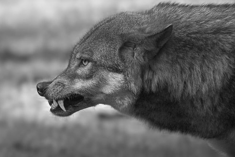 Ein sehr grimmig schauender Wolf im schwarz-weiß. (Symbolbild: tuptus1703 auf Pixabay)