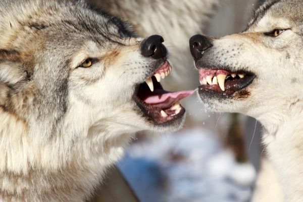 Kanton St. Gallen möchte Calfeisental-Rudel eliminieren und verfügt den Abschuss eines Einzelwolfs