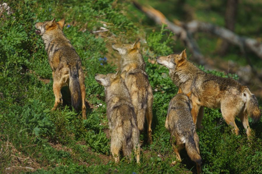 Ein Wolfsrudel, das einen Hang hinaufblickt. (Symbolbild: iStock/alessandrobaldetti)