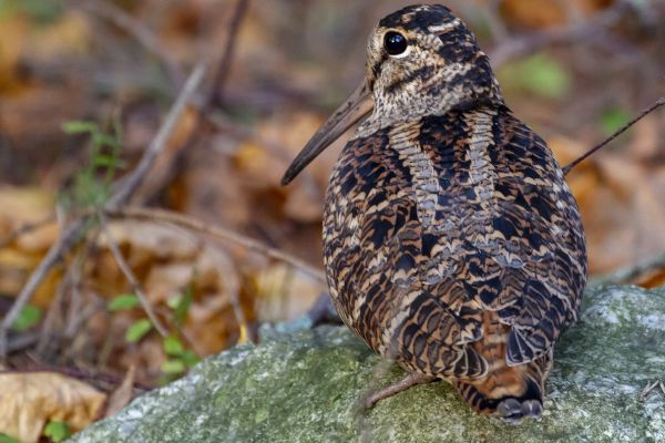 Jagdunfall in der Steiermark: Jäger durch Schrotschuss schwer verletzt