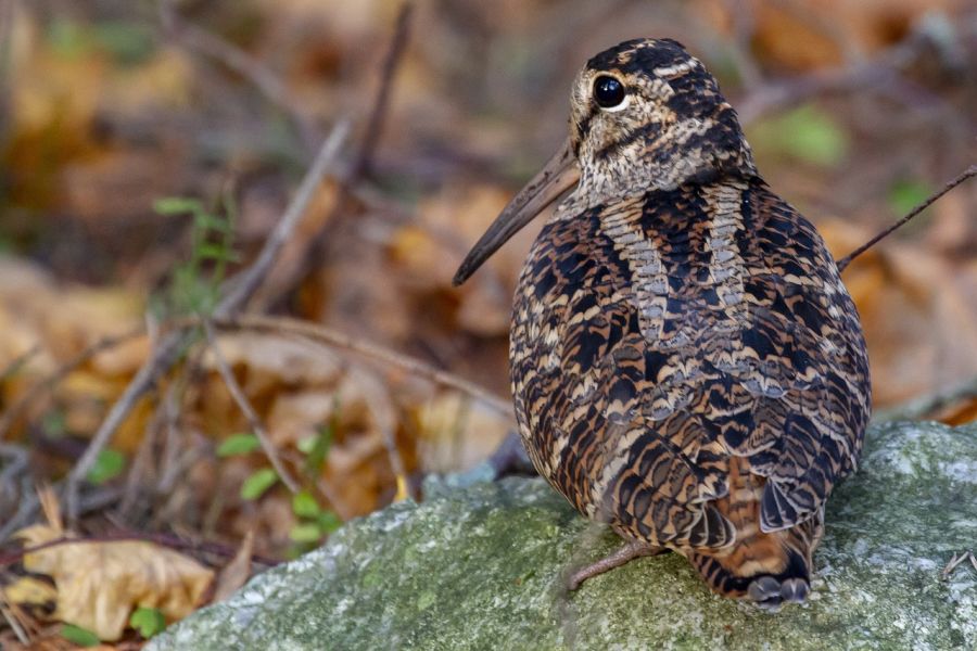 Eine Waldschnepfe, die auf einem Stein sitzt. (Symbolbild: Tapani Hellman auf Pixabay)