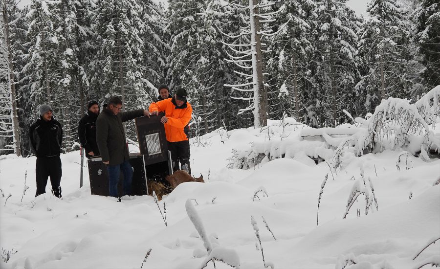 Auswilderung von Luchsin Finja am 1. Dezember 2023. (Foto: Klaus Lachenmaier)