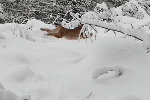 Luchsin Finja im Nordschwarzwald freigelassen