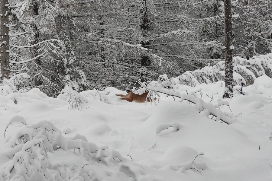 Luchsin Finja in Freiheit: Sie enteilt in die baden-württembergischen Winterwälder. (Foto: Klaus Lachenmaier)