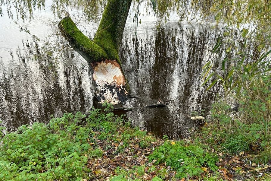 Spuren des Bibers in Oldenburg. (Bildrechte: NLWKN)