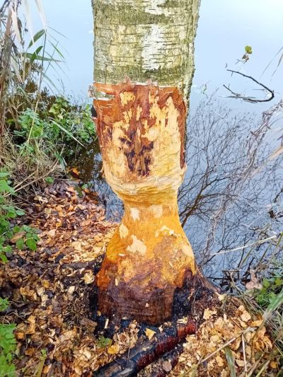 Ein Nager mit großem Appetit ist derzeit im Bereich der Hunte-Staatsstrecke aktiv. Auch wenn Biber große Bäume benagen können, sind diese Aktivitäten vor allem auf die Wintersaison beschränkt (Bild: NLWKN).