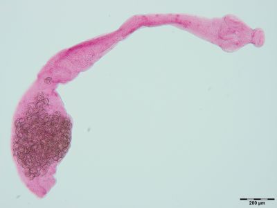 Mikroskopaufnahme des Fuchsbandwurms Echinococcus multilocularis aus dem Dünndarm eines untersuchten Marderhundes. (Foto: Anna Schantz)