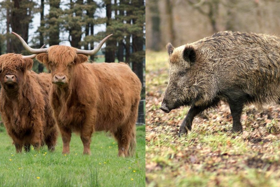 Zwei Highland Rinder. (Foto: Michaela Wenzler auf Pixabay). Ein Wildschwein. (Foto: PublicDomainPictures auf Pixabay)