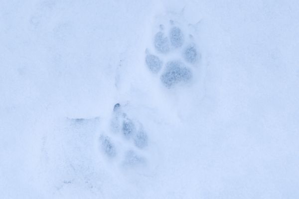 Wolfsjagd: Estland lässt bis zu 144 Wölfe schießen