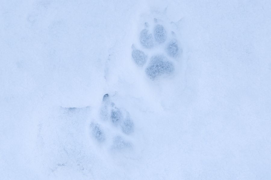 Wolfsspuren im Schnee. (Foto: Aimar Rakko)
