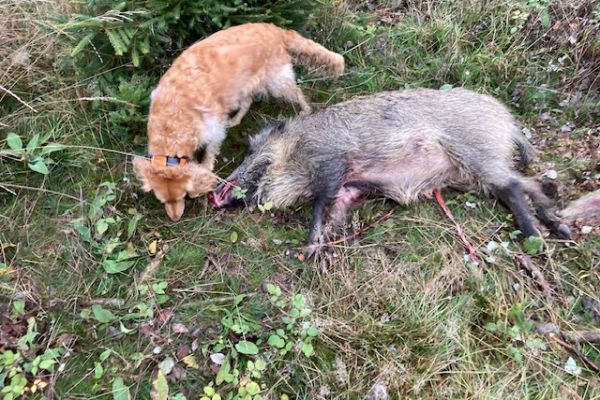 Wildschwein mit Aujeszkyscher Krankheit erlegt