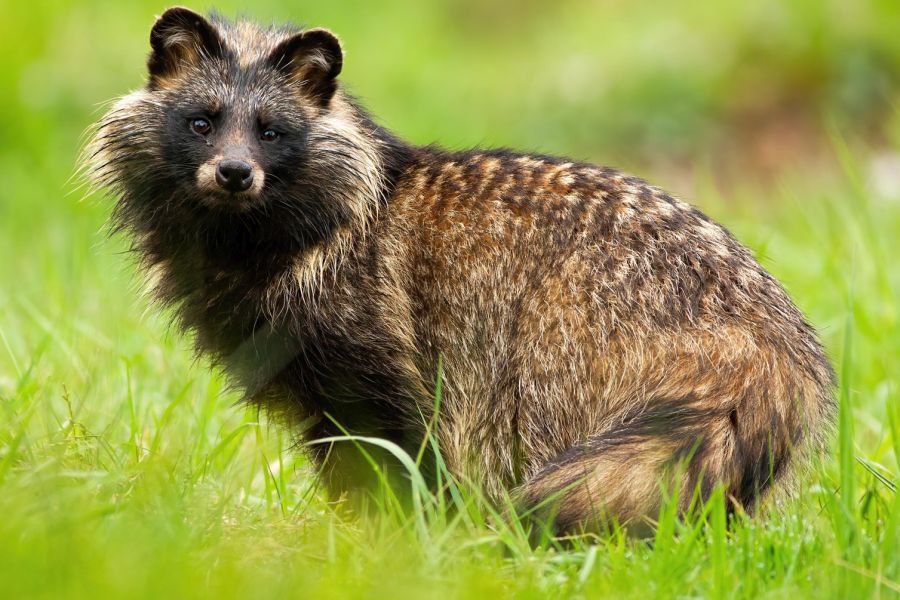 Der ursprünglich in Asien beheimate Marderhund gilt in Europa als invasive Art. (Foto: WildMedia)