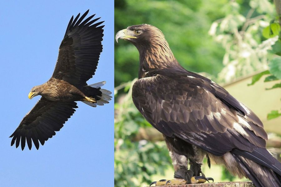 Ein Fischadler im Flug und ein Steinadler. (Fotos: sharkolot und Manfred Richter auf Pixabay)