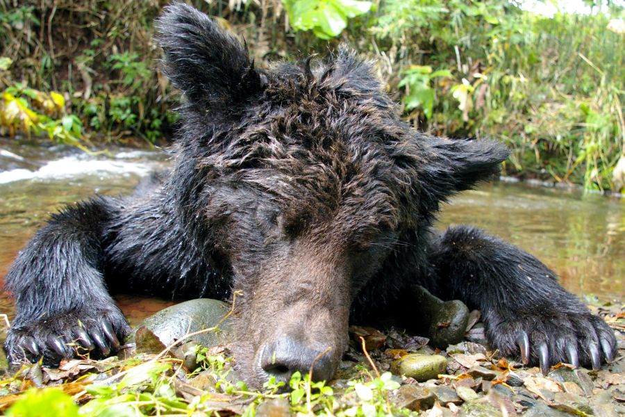 Ein toter Braunbär, der teilweise in einem Gewässer liegt. (Symbolbild: iStock/Zvozdochka)