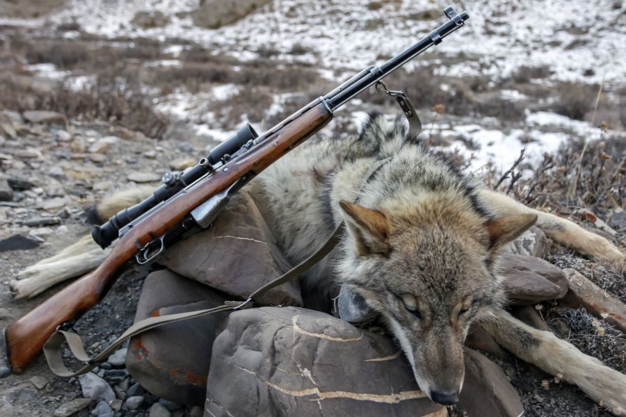 Ein Wolf, der bei Schnee im Gebirge geschossen worden ist. (Symbolbild: iStock)