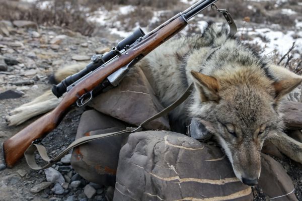 Proaktive Wolfsregulierung: Jungwolf aus dem Augstbord-Rudel geschossen