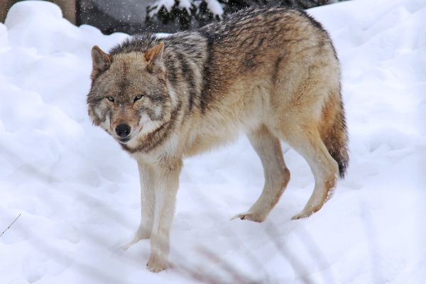 Risikowolf bei Wohnhaus geschossen