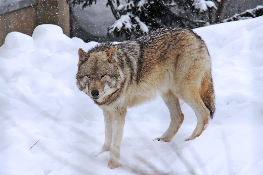 Ein Wolf neben einem Gebäude. (Symbolbild: Sharon Ang auf Pixabay)