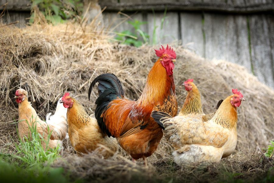 Hahn und Hühner auf einem Hof im Freien. (Symbolbild: svklimkin auf Pixabay)
