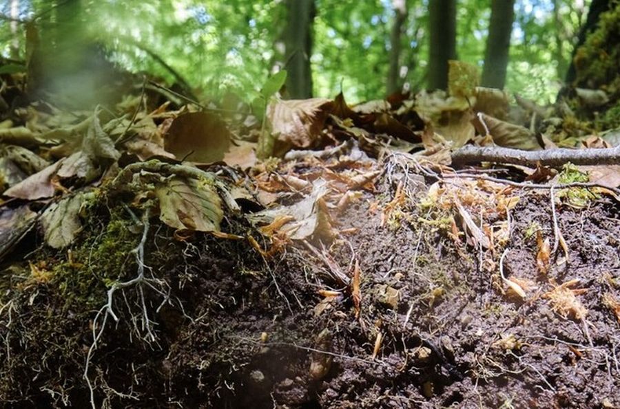 Der Boden des Jahres 2024 ist der Waldboden. (Quelle: Moritz Münch/ Wald und Holz NRW)