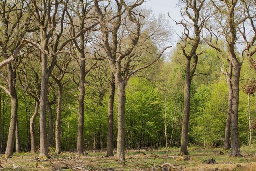 Im Mittelwald Sängerbusch wurde die mittelwaldartige Bewirtschaftung im Winter 2015/16 wieder aufgenommen (Quelle: Klaus Striepen, Wald und Holz NRW)
