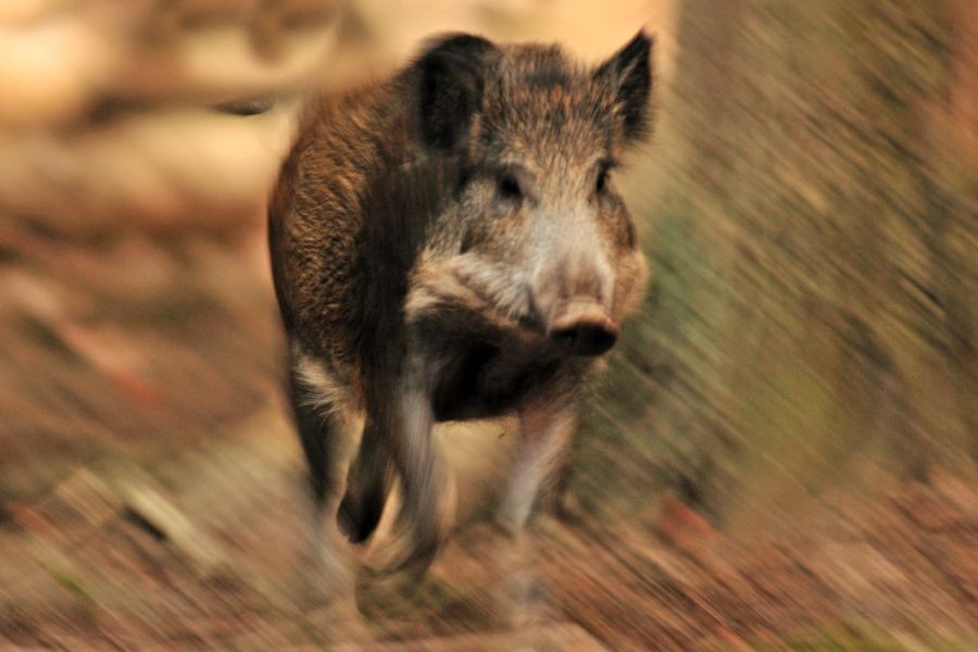 Ein hoch flüchtiges Wildschwein. (Symbolbild: © Landesforsten RLP/Ingrid Lamour)