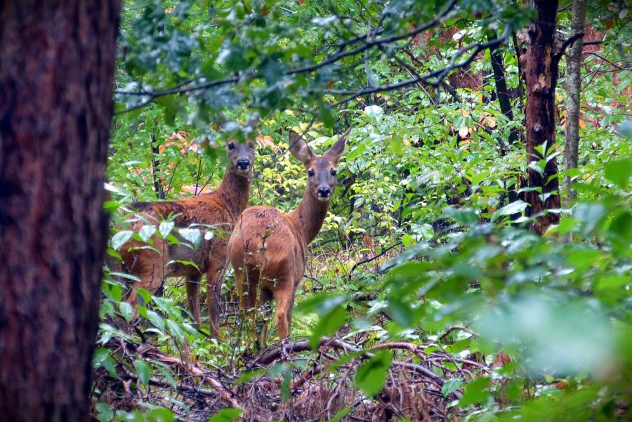 Zwei Rehe im Wald. (Symbolbild: Denis Geier auf Pixabay)