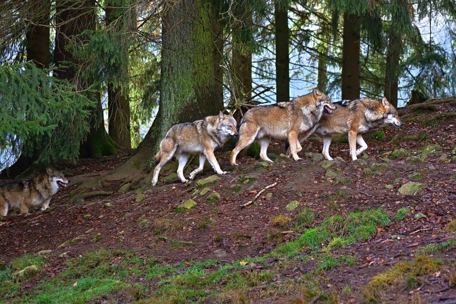 Ein Rudel Wölfe auf einem hang in einem Wald. (Symbolbild: Jürgen auf Pixabay)