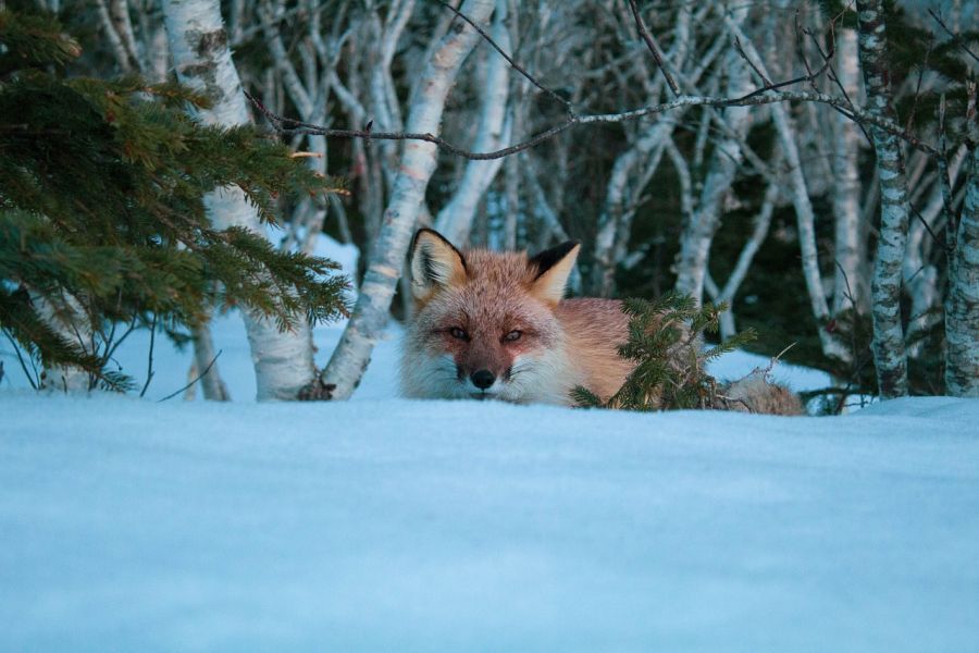 Ein Fuchs im Schnee. (Symbolbild: Иван Аншуков auf Pixabay)