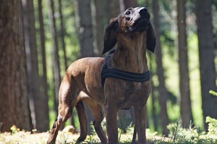 Ein Hannoverscher Schweißhund. (Symbolbild: e2grafikwerkstatt auf Pixabay)