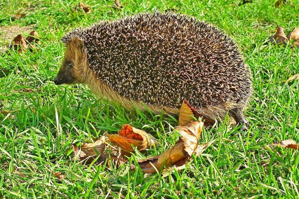 Der Igel ist das Tier des Jahres 2024