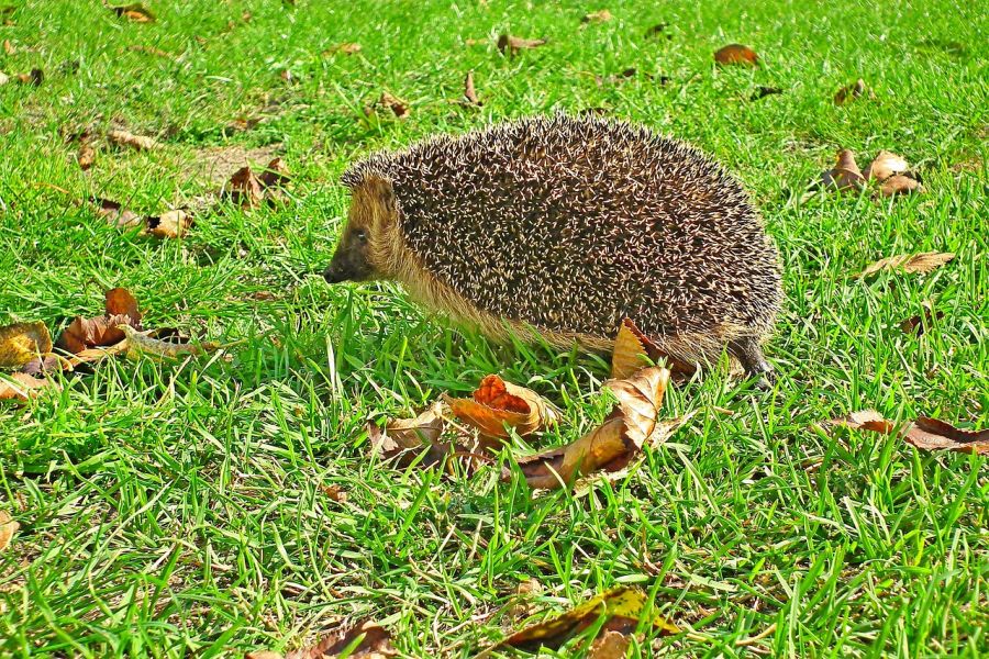 Ein Igel auf einer grünen Wiese. (Symbolbild: Teodor Buhl auf Pixabay)