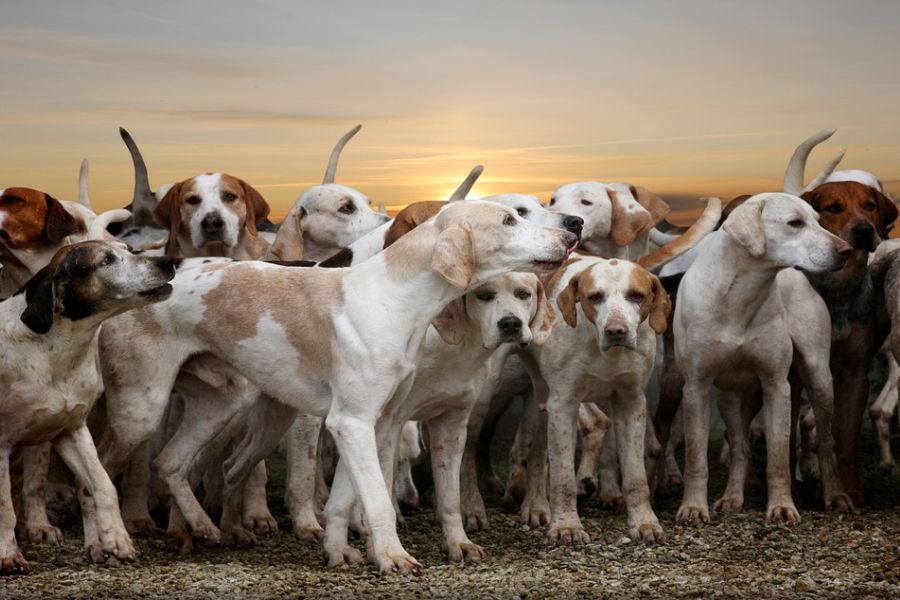 Eine Hundemeute, so wie sie in Frankreich sehr häufig bei Jagden eingesetzt wird. (Symbolbild: Mollyroselee auf Pixabay)