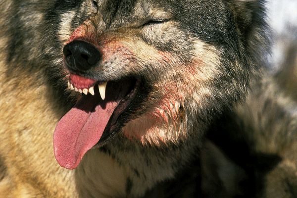 Wolfsrüde GW852m reißt wiederholt geschützte Nutztiere in Forbach