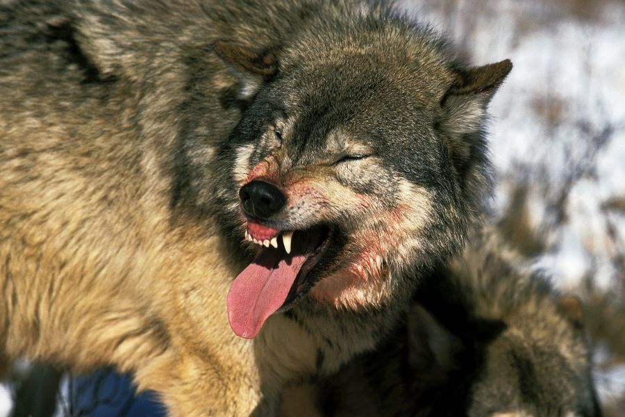 Ein Wolf noch blutig von einem Riss. (Symbolbild: iStock/slowmotiongli)