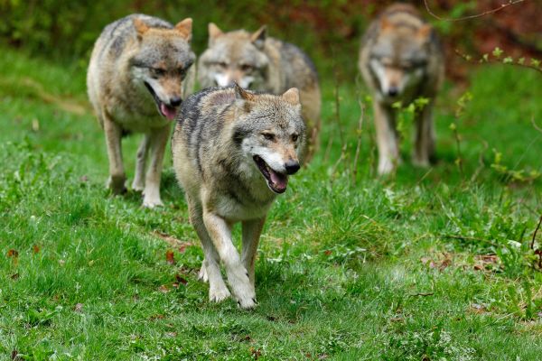 Zahl der Nutztierrisse in Sachsen-Anhalt auf niedrigstem Stand seit fünf Jahren