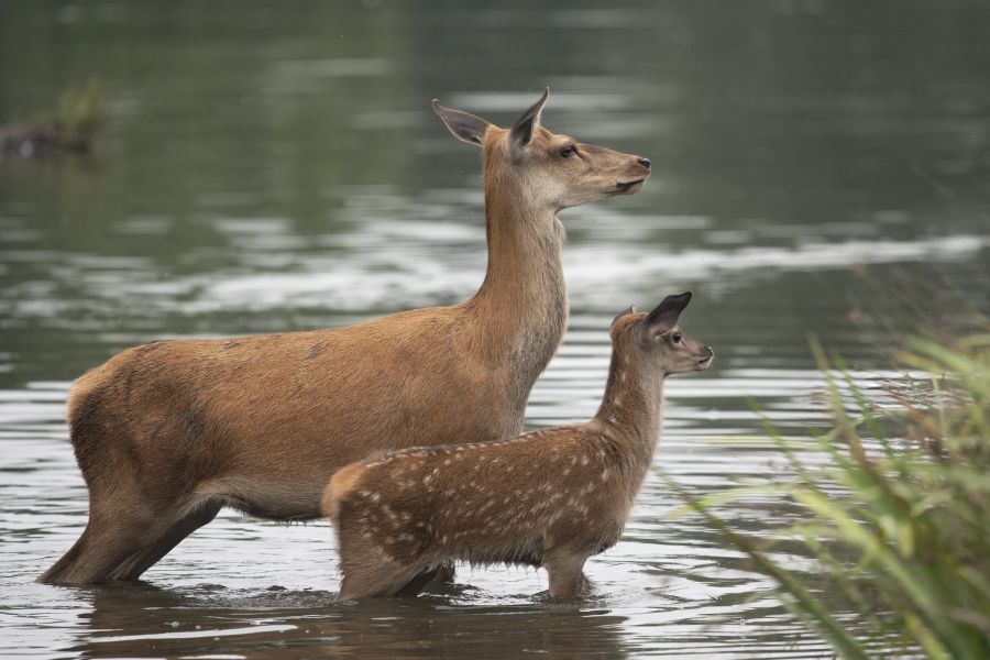 Ein Rotalttier und ein Kalb stehen im Wasser. (Symbolbild: iStock/Kevin White)