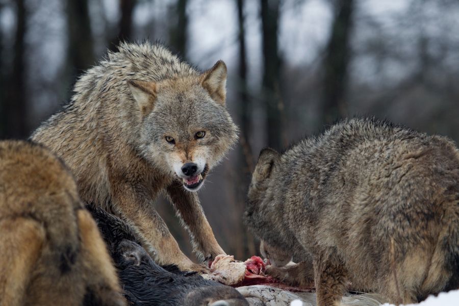 Drei Wölfe fressen an ihrer Beute. (Symbolbild: iStock/RonaldWJansen)