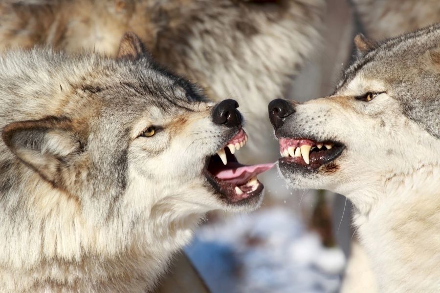Aggressive Wölfe. (Symbolbild: iStock/karlumbriaco)