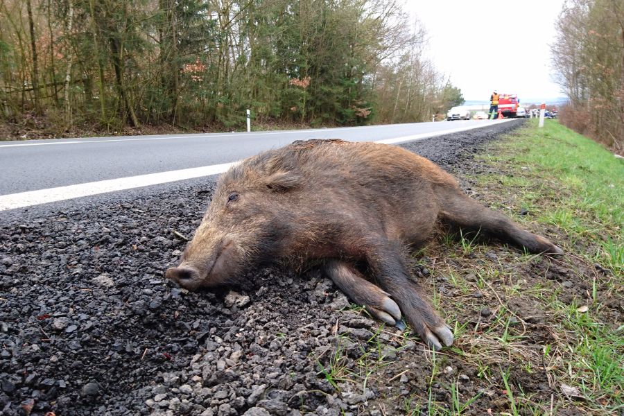 Ein Frischling, der am Straßenrand liegt und Opfer eines Wildunfalls geworden ist. Im Hintergrund sieht man, wie die Straße von der Feuerwehr gesperrt wird. (Symbolbild: iStock/Pete_Flyer)