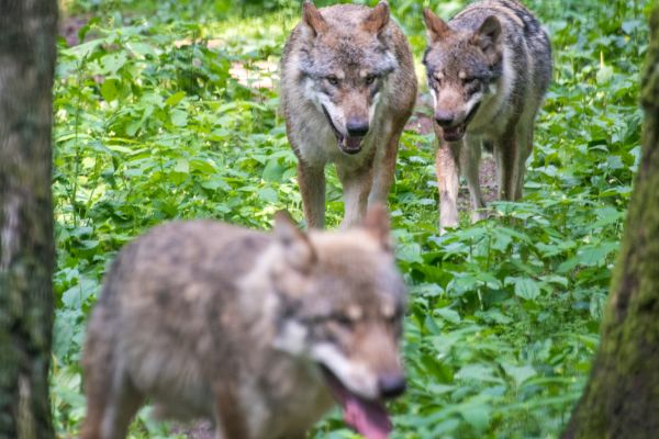 Rund 1 Prozent des bundesweiten Wolfsvorkommens lebt laut BfN in NRW