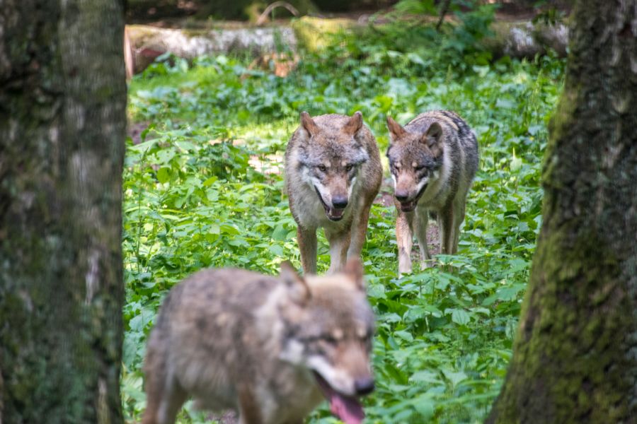 Ob nur 1% der Wölfe Deutschlands in NRW leben, ist zumindest fraglich. (Symbolbild: iStock/Max2611)