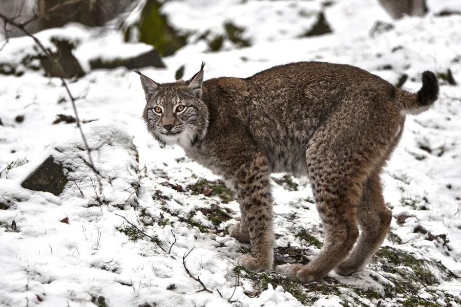 Ein luchs im Schnee. (Symbolbild: mila_del_monte)