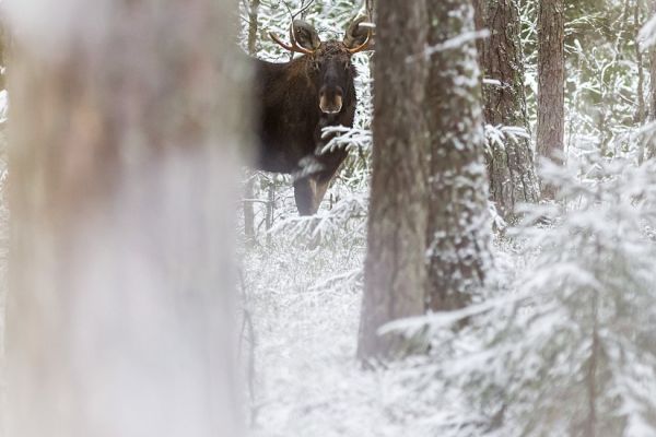 Betrug im großen Stil bei Jagdbeteiligungen in Schweden